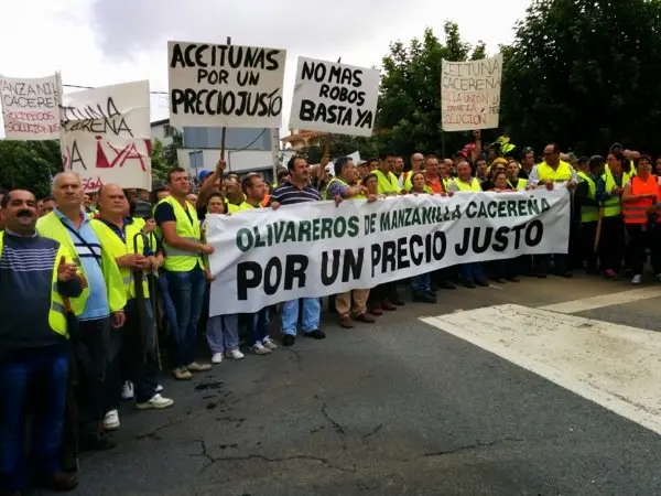 Manifestaci&oacute;n de los olivareros por un precio justo