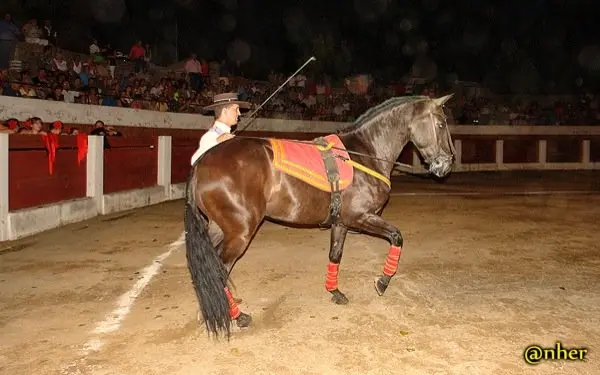 15. Elegancia y saber hacer equino en el Festival Solidario de Villamiel con los damnificados en el incendio de Sierra de Gata. Un &aacute;lbum de ANHER publicado en www.sierradegatadigital.es                       