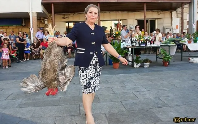Un magn&iacute;fico gallo en las ofrendas a San D&aacute;maso en Valverde del Fresno. Una imagen de ANHER publicada en www.sierradegatadigital.es                                     