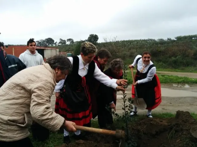 Las vecinas plantan un acebo en la 211 Fiesta del Árbol de Villanueva de la Sierra