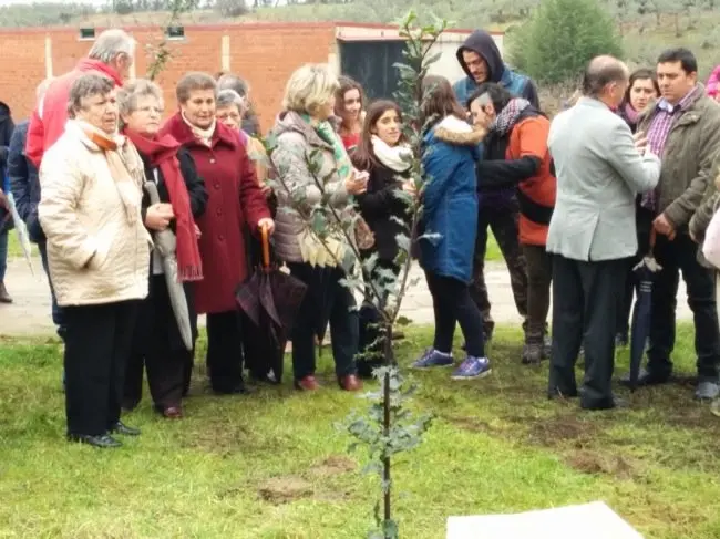 Villanueva de la Sierra ya tiene nuevos acebos gracias a la 211 Fiesta del Árbol