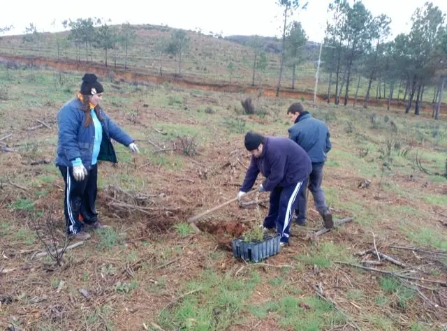 4.000 &aacute;rboles en la primera sesi&oacute;n de Plantabosques en la Sierra. VER&Oacute;NICA LOPO. ADENEX