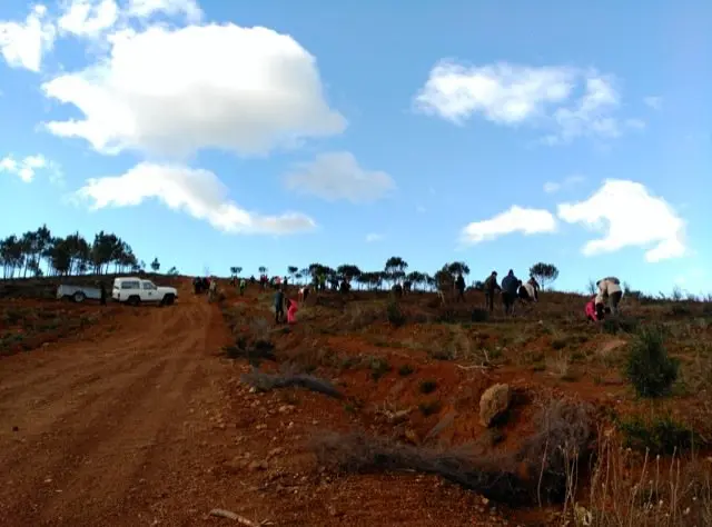 Monte serrano entre Perales del Puerto y Hoyos donde Plantabosques recupera el paisaje. VER&Oacute;NICA LOPO. ADENEX