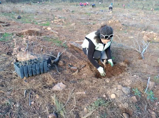 Voluntaria del programa Plantabosques en su primer fin de semana en Sierra de Gata. VER&Oacute;NICA LOPO. ADENEX