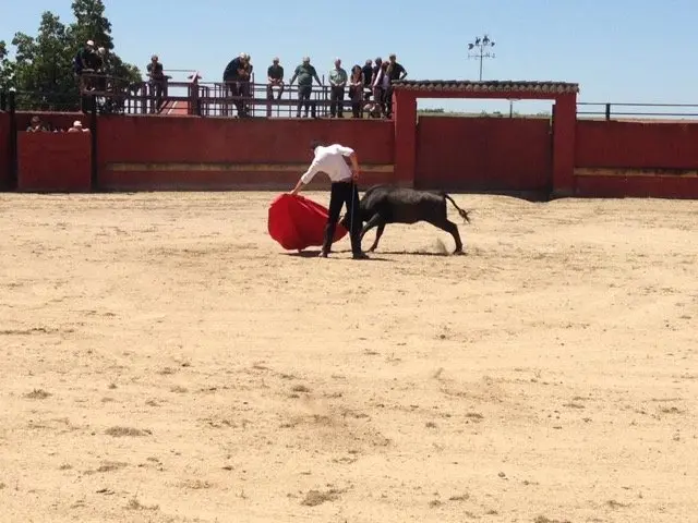 El torero Jairo C&aacute;ceres tienta a una vaquilla para probar la bravura del animal