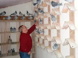 Fernando Campuzano con sus pichones en el palomar