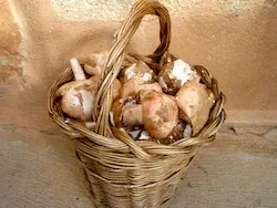 Gurumelos