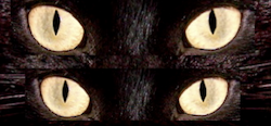Gatos negros