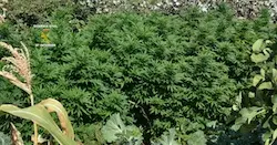 Marihuana incautada por la Guardia Civil