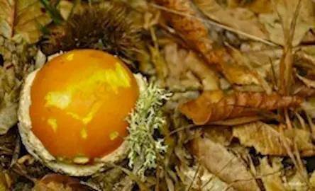 Amanita Cesarea o Huevo de Rey José Manuel Robledo Vinagre