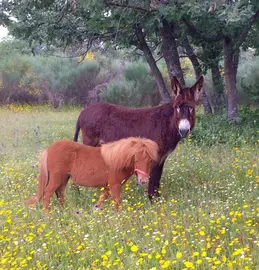 Equinos felices en Prados de Descanso