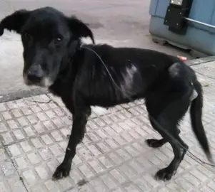 Chanel ha sido rescatado por APAM Moraleja y ahora busca un hogar