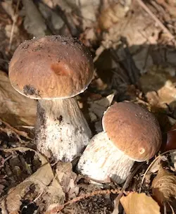 Boletus edulis