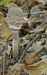 Macrolepiota procera