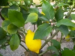 Limonero Imagen de Botánic Serrat