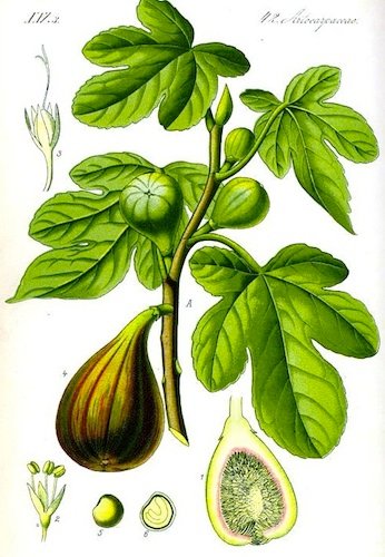 , Botanical-Fruit-Ficus-fig-tree.jpg