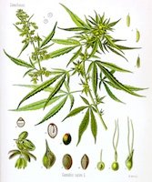 Cannabis sativa 