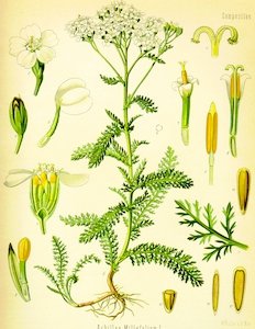 Achillea millefolium (Köhler)
