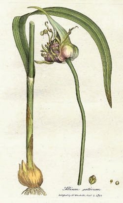 Allium sativum 