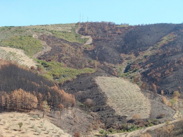 Terreno quemado en Sierra de Gata