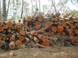 Corta de pinos infectados por el nematodo en Villanueva de la Sierra. Imagen de Archivo