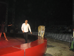 Imponente tigre en el Circus Kaos. J.R.N.