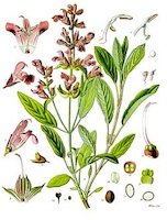 Salvia officinallis