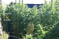 Plantación de cannabis sativa localizada por la Guardia Civil