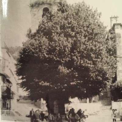 Antiguo álamo en la plaza de Torre de Don Miguel