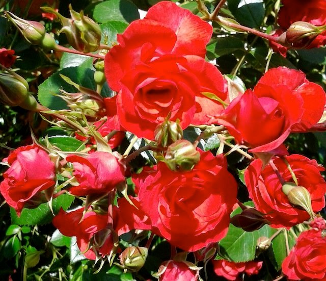 Rosas rojas en la Sierra. JULIÁN PUERTO RODRÍGUEZ