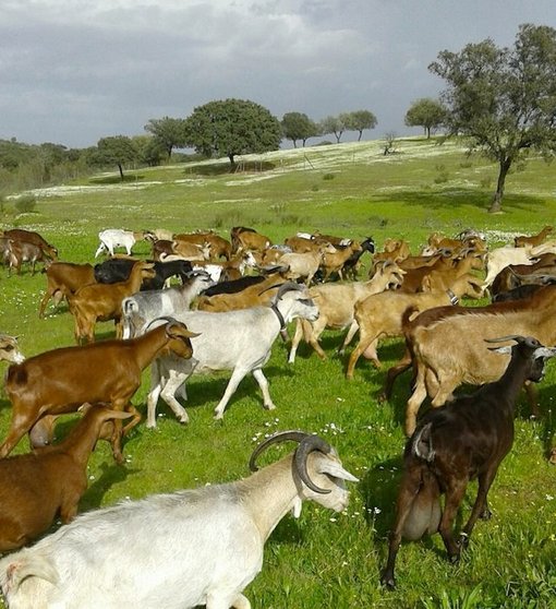 Rebaño de cabras de El Rañal, Perales del Puerto