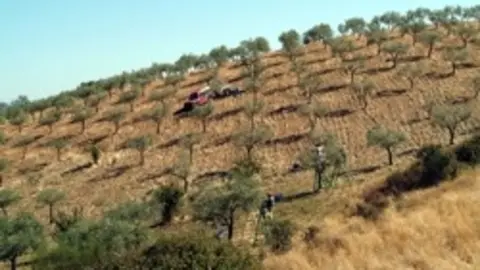 Olivar en Sierra de Gata