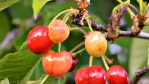 , Cerezas Campa 005.jpg