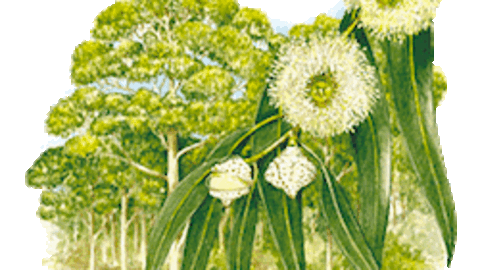 , Eucaliptus globulus.gif