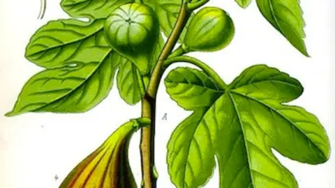 , Botanical-Fruit-Ficus-fig-tree.jpg