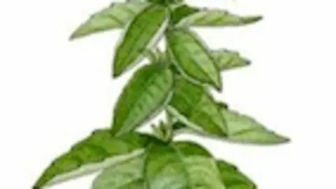 , Albahaca.jpg
