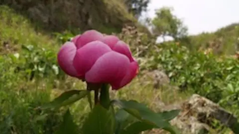 , PEONIA EN PRIMER PLANO RAFA.jpg