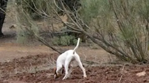 Caza menor con perro