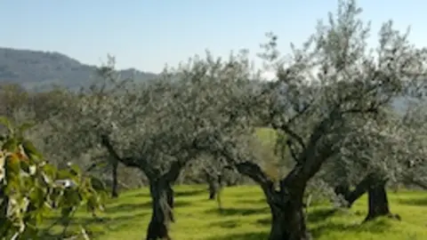 Olivar en Sierra de Gata