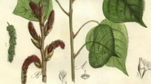 Populus Nigra