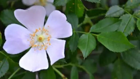 Escaramujo