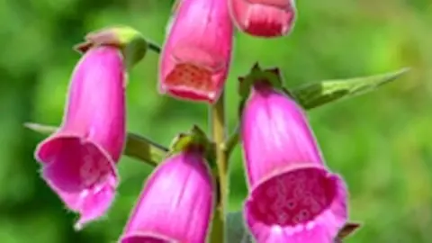 Digitalis