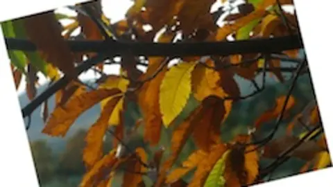 Oto&ntilde;o en la Sierra. ANGEL L. CABA&Ntilde;AS