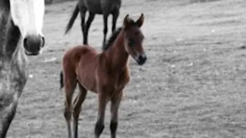 Caballos en Sierra de Gata