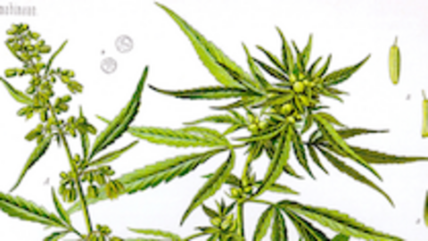 Marihuana