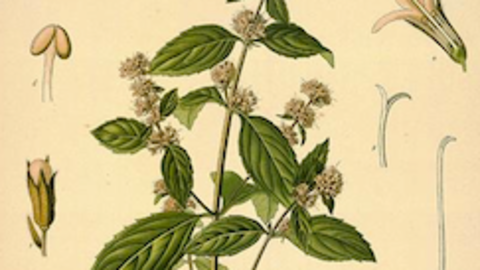 La mentha piperita