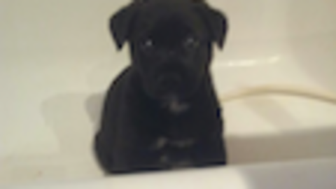 Uno de los dos cachorritos que han encontrado hogar gracias a www.sierradegatadigital.es
