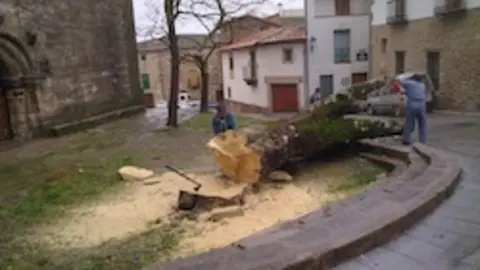 El &uacute;ltimo &aacute;rbol de los dioses en el atrio soyano. IMAGEN DE RICARDO GARC&Iacute;A P&Eacute;REZ