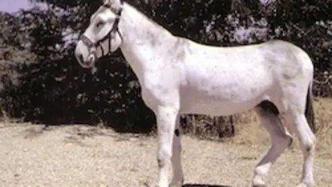 Burro de Censyra