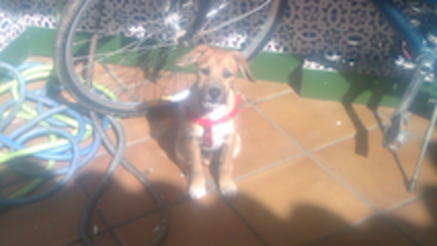 Este lindo cachorrito busca hogar